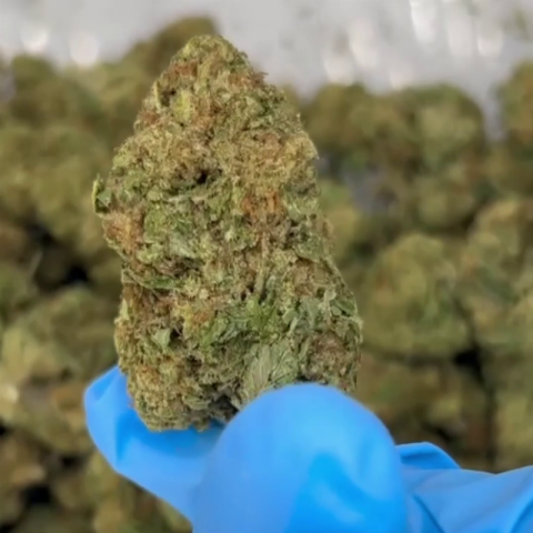 White Cherry Gelato Flower - THCA - Hybrid - Video Thumbnail 1