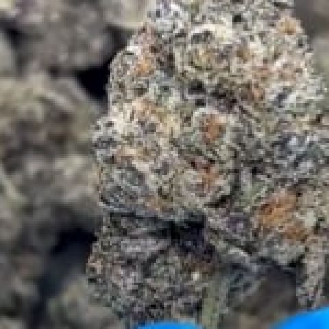 Lemon Cherry Gelato Flower - Hybrid - THCA - Video Thumbnail 1