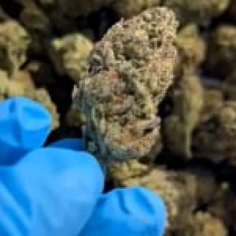 Sunset x Gushers Flower - THCA - Hybrid - Video Thumbnail 1
