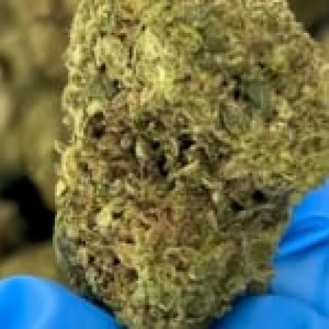 Green Apple Gas Flower - THCA - Sativa - Video Thumbnail 1