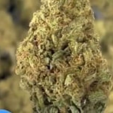 Legend OG Flower - THCA - Indica - Video Thumbnail 1