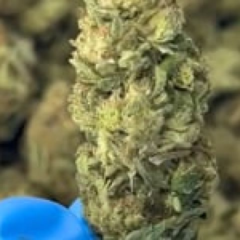 Pink Candy Flower - THCA - Sativa - Video Thumbnail 1