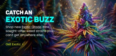 Collection - Exotic Grade Flower